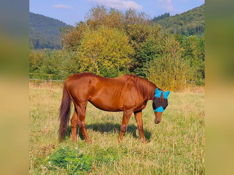 Thoroughbred Mare 21 years 15,1 hh Chestnut-Red in Neustadt an der Weinstraße