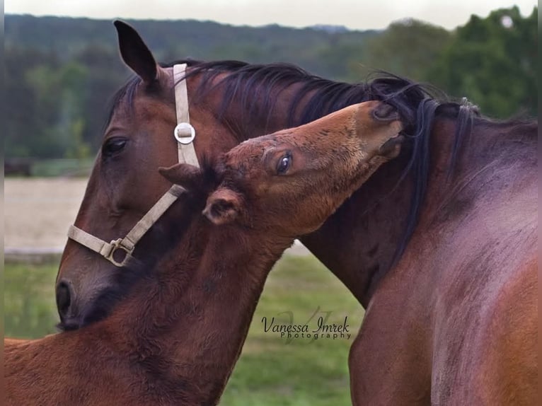 Thoroughbred Mare 21 years 15,2 hh Brown in Kohfidisch