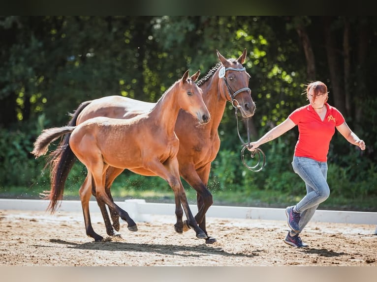 Thoroughbred Mare 21 years 15,2 hh Brown in Kohfidisch