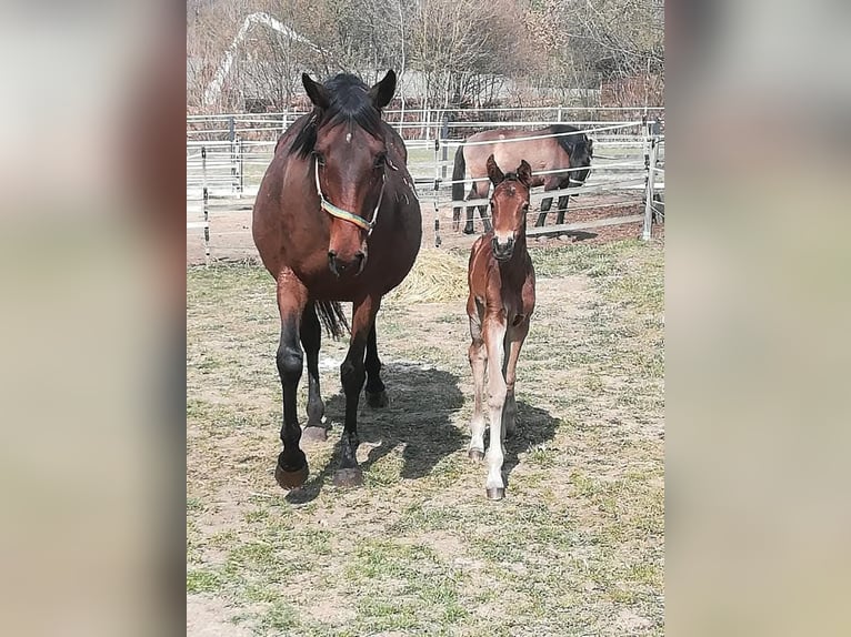 Thoroughbred Mare 21 years 15,2 hh Brown in Kohfidisch