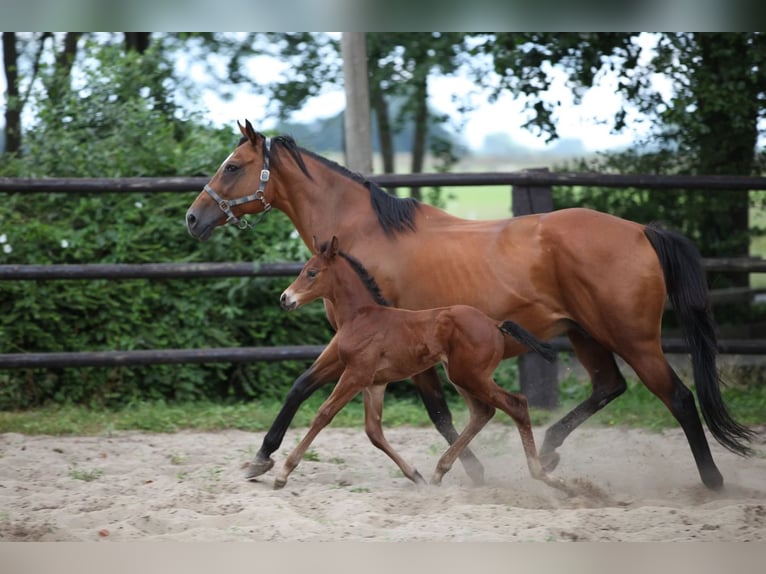Thoroughbred Mare 22 years 16 hh Brown in Kollmoor