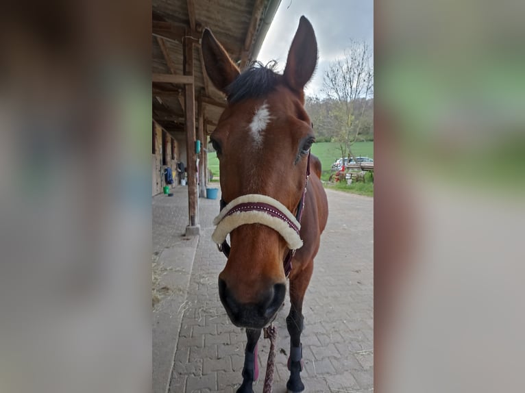 Thoroughbred Mare 24 years 16 hh Brown in Groß-Umstadt