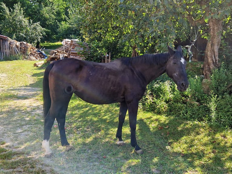 Thoroughbred Mare 27 years Black in Weihmichl