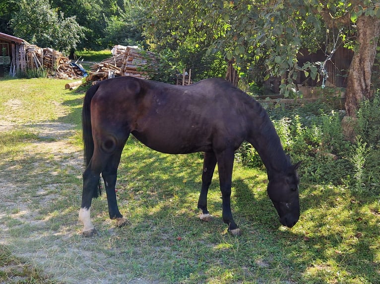 Thoroughbred Mare 28 years Black in Weihmichl