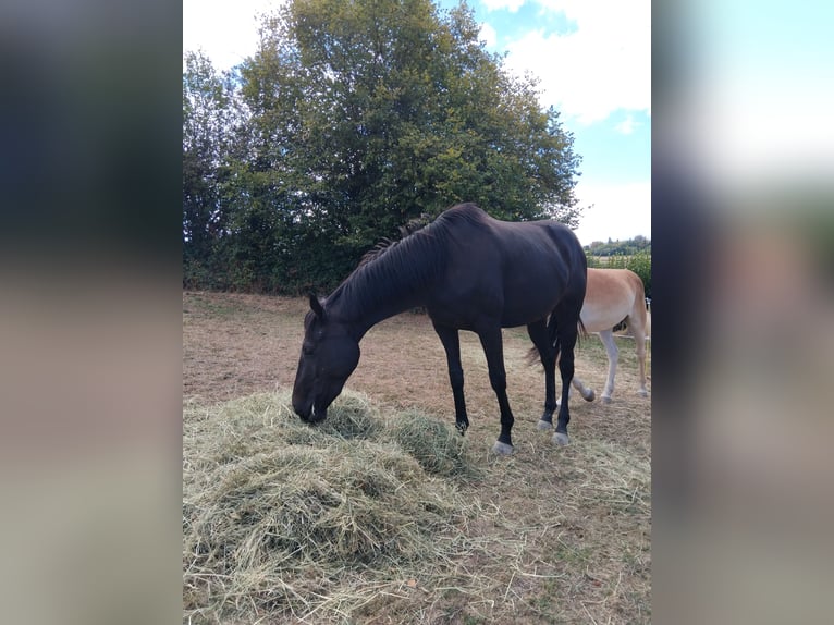 Thoroughbred Mare 2 years 15.1 hh Bay-Dark in Propières