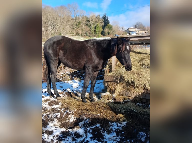 Thoroughbred Mare 2 years 15.1 hh Bay-Dark in Propières