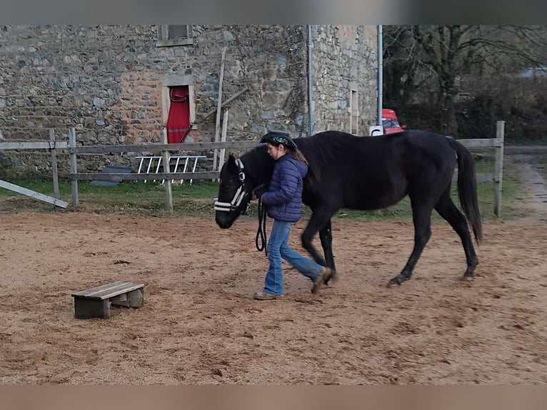 Thoroughbred Mare 2 years 15.1 hh Bay-Dark in Propières