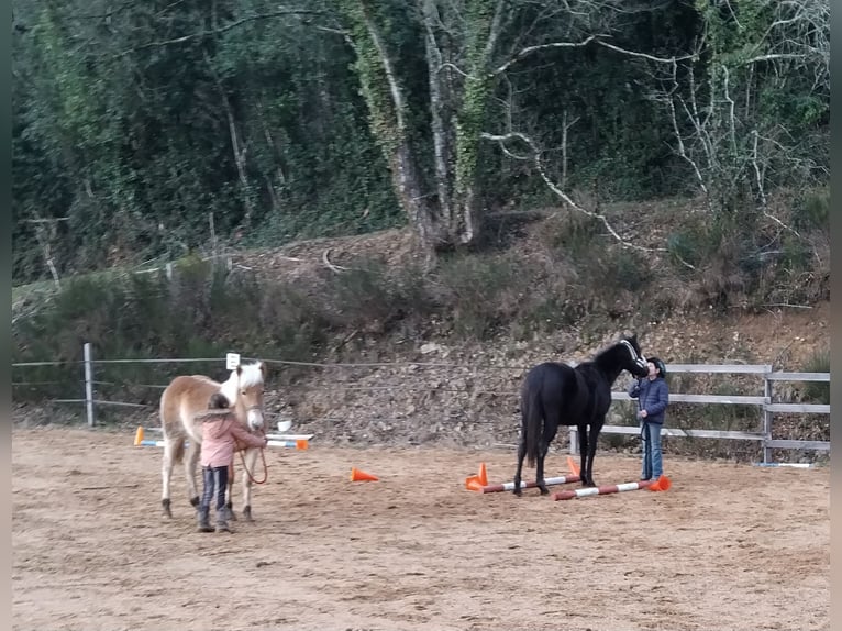 Thoroughbred Mare 2 years 15.1 hh Bay-Dark in Propières