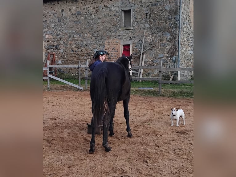 Thoroughbred Mare 2 years 15.1 hh Bay-Dark in Propières