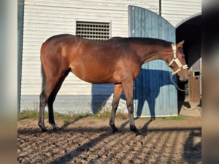 Thoroughbred Mare 2 years 15,1 hh Brown in Neuenhagen