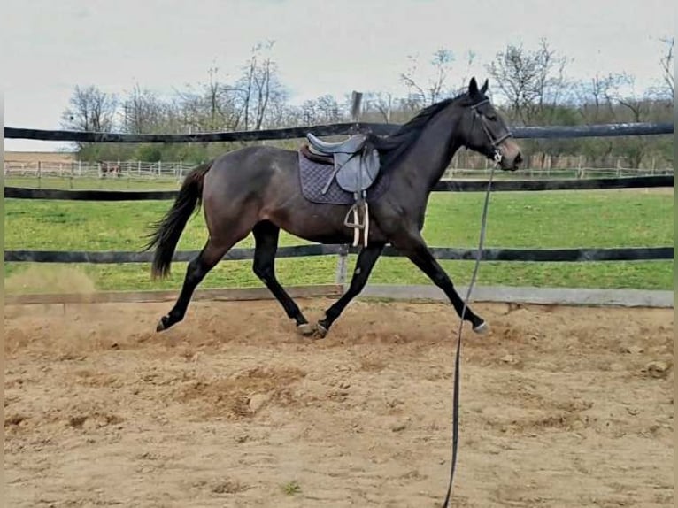 Thoroughbred Mare 2 years 15,3 hh Gray in Gyömrő