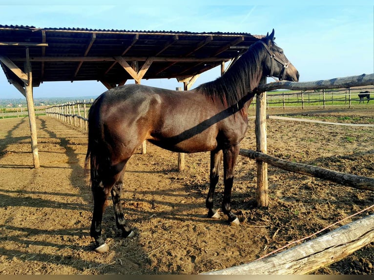 Thoroughbred Mare 2 years 15,3 hh Gray in Gyömrő