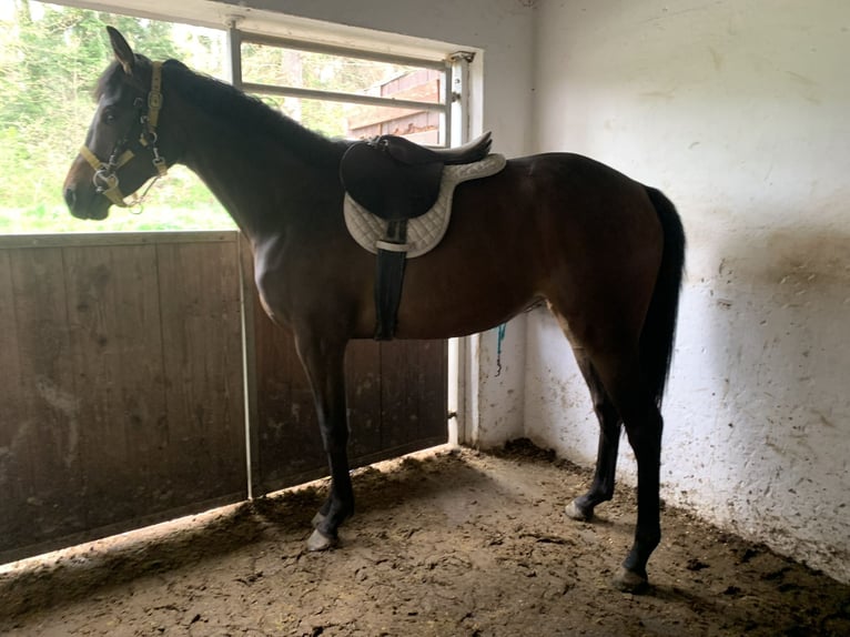 Thoroughbred Mare 2 years 15,2 hh Bay-Dark in Empfingen
