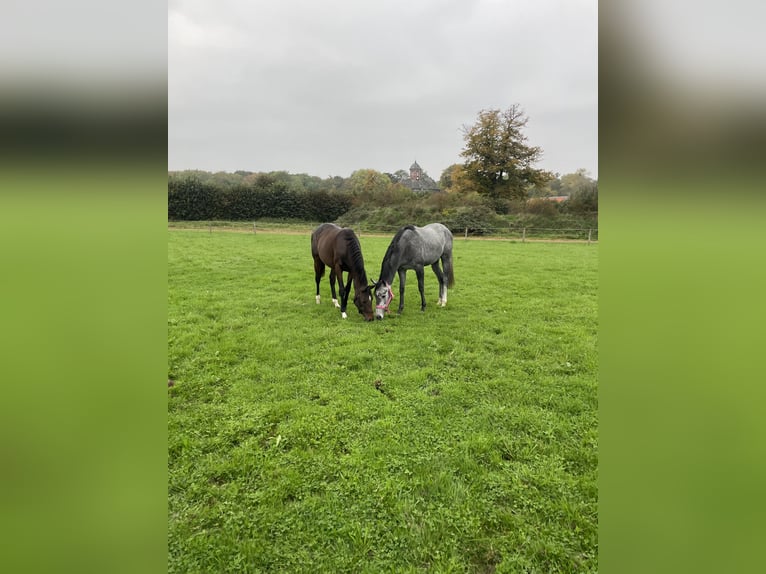 Thoroughbred Mare 2 years 15,2 hh Grey-Dapple in K&#xF6;ln