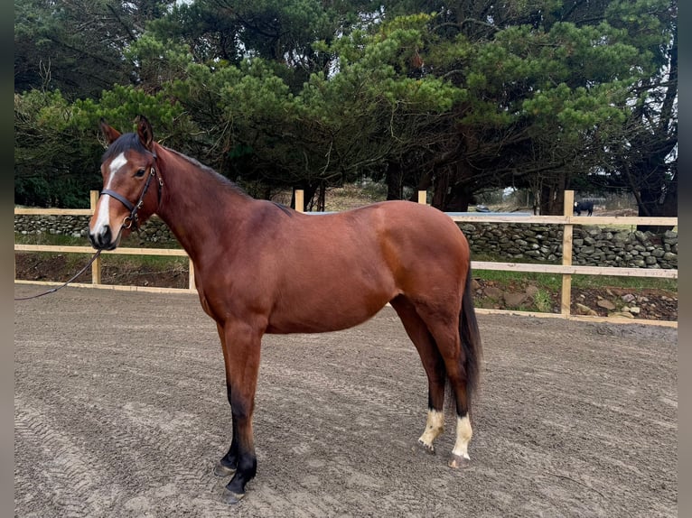 Thoroughbred Mare 2 years 16 hh Bay in Charlestown