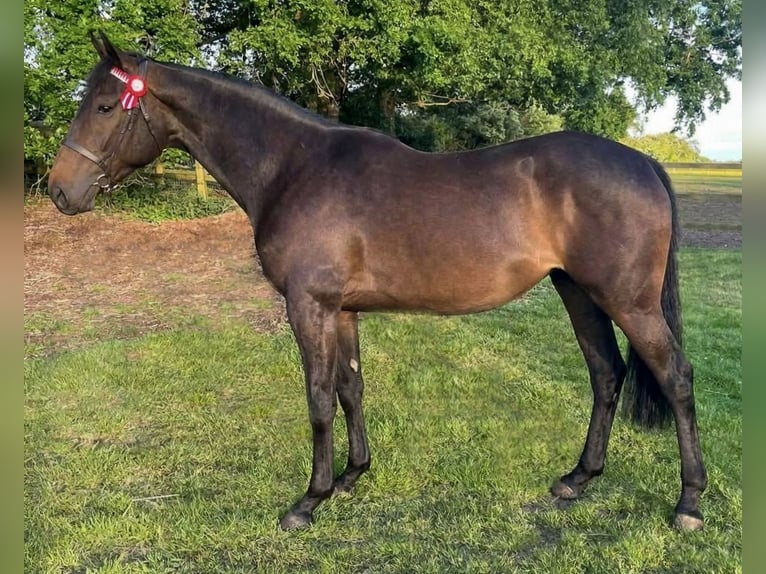 Thoroughbred Mix Mare 2 years 16 hh Brown in Norfolk