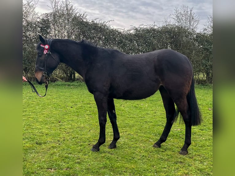 Thoroughbred Mix Mare 2 years 16 hh Brown in Norfolk