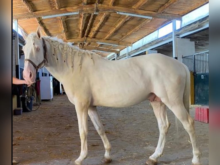 Thoroughbred Mix Mare 2 years Palomino in Buitrago De Lozoya