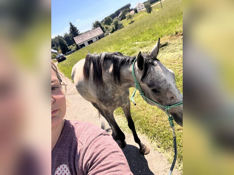 Thoroughbred Mix Mare 3 years 14,3 hh Brown Falb mold in Bad Wurzach