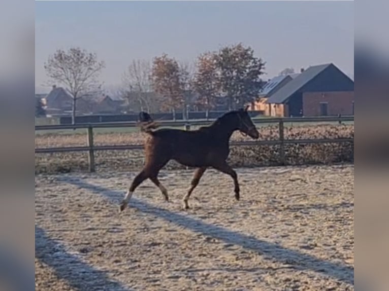 Thoroughbred Mare 3 years 15,1 hh Brown in Meerdonk
