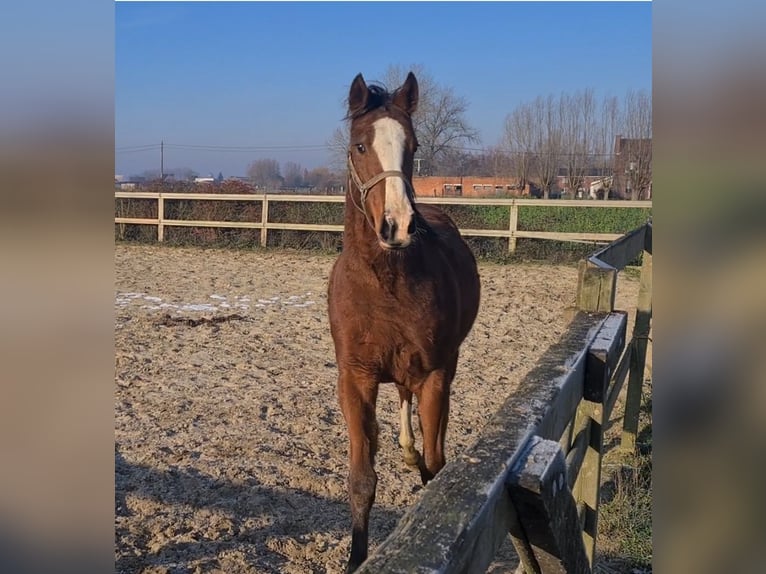 Thoroughbred Mare 3 years 15,1 hh Brown in Meerdonk