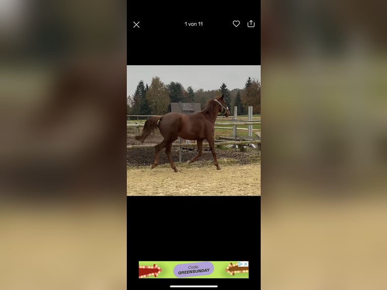 Thoroughbred Mare 3 years 15,1 hh Chestnut-Red in Iserlohn