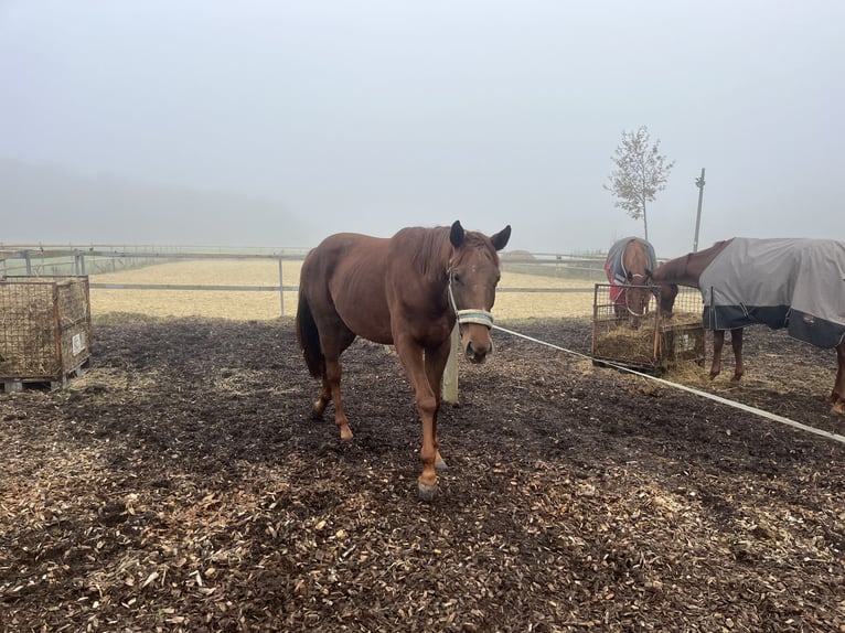 Thoroughbred Mare 3 years 15,1 hh Chestnut-Red in Iserlohn