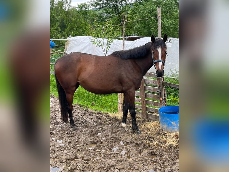Thoroughbred Mare 3 years 15.2 hh Brown in Kierspe