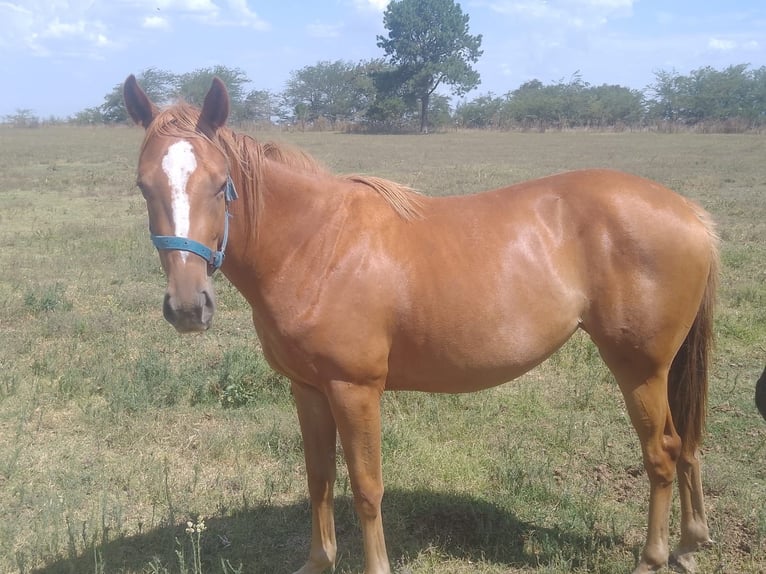 Thoroughbred Mare 3 years 15,2 hh Chestnut-Red in LA AZOTEA GRANDE