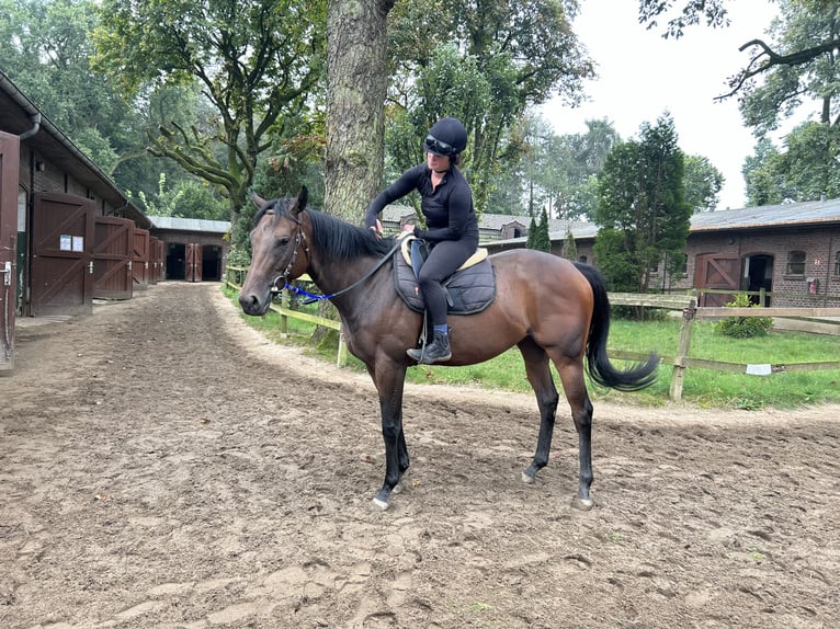 Thoroughbred Mare 3 years 15,3 hh Brown in KrefeldKrefeld