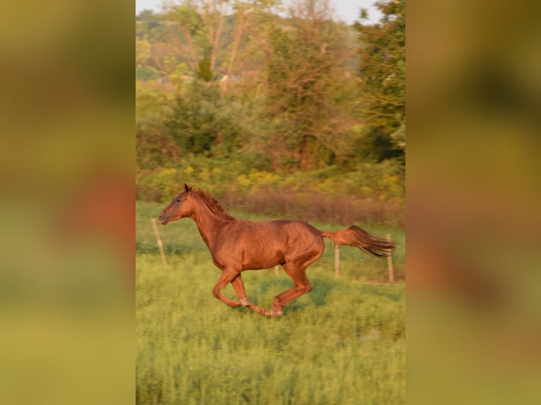 Thoroughbred Mare 3 years 15 hh Chestnut in Vác