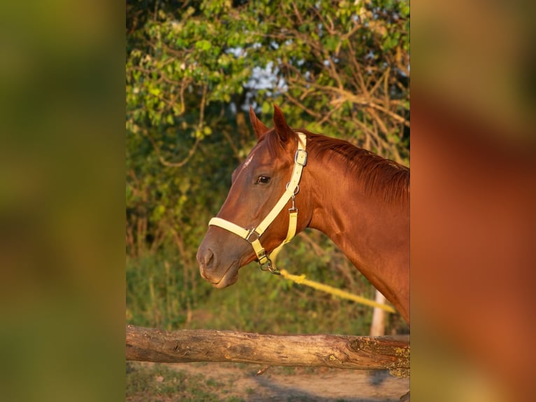 Thoroughbred Mare 3 years 15 hh Chestnut in Vác