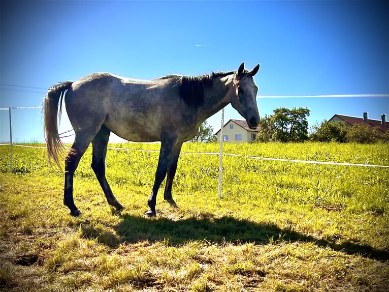 Thoroughbred Mix Mare 3 years 15,1 hh Brown Falb mold in Bad Wurzach