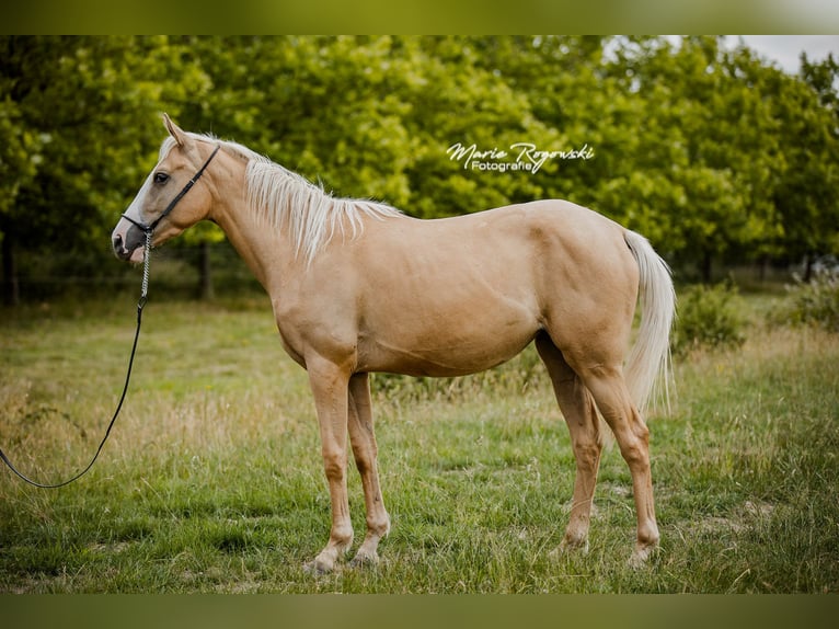 Thoroughbred Mare 3 years 15,1 hh Palomino in Beaumont-Pied-de-Buf