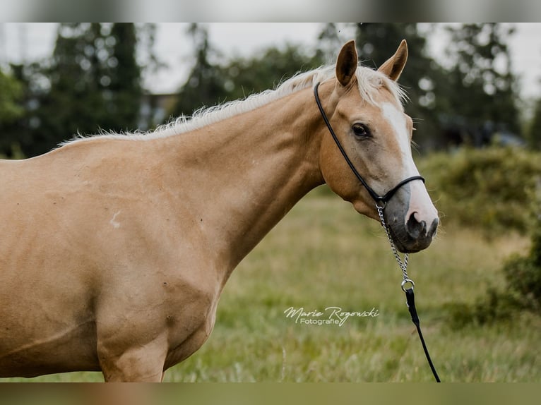 Thoroughbred Mare 3 years 15,1 hh Palomino in Beaumont-Pied-de-Buf