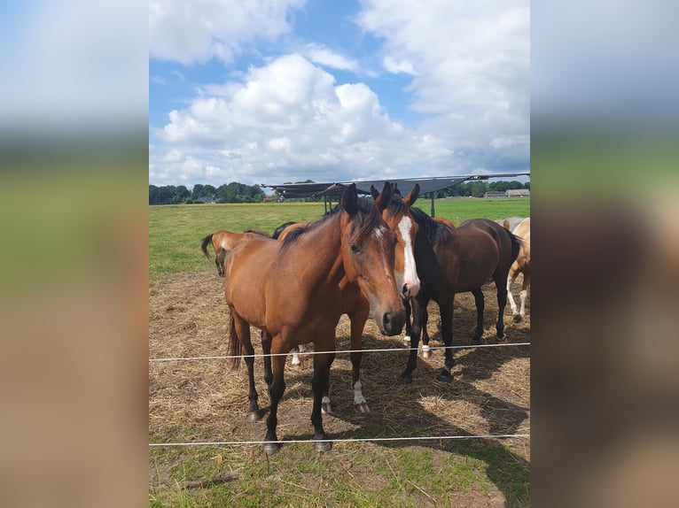 Thoroughbred Mare 3 years 15,2 hh Bay-Dark in Geesbrug