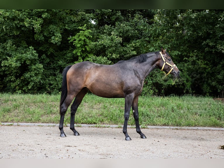 Thoroughbred Mare 3 years 15,2 hh Bay-Dark in Empfingen