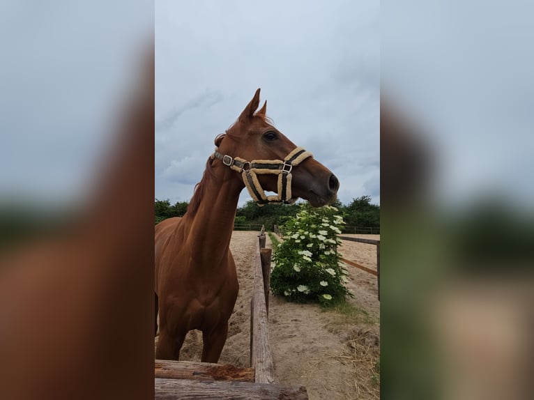 Thoroughbred Mare 3 years 15,3 hh Chestnut-Red in Bremen