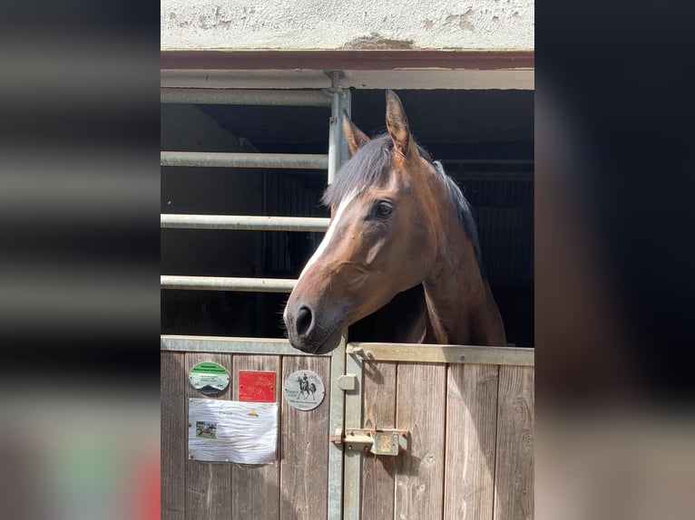 Thoroughbred Mare 3 years 16.1 hh Brown in Empfingen