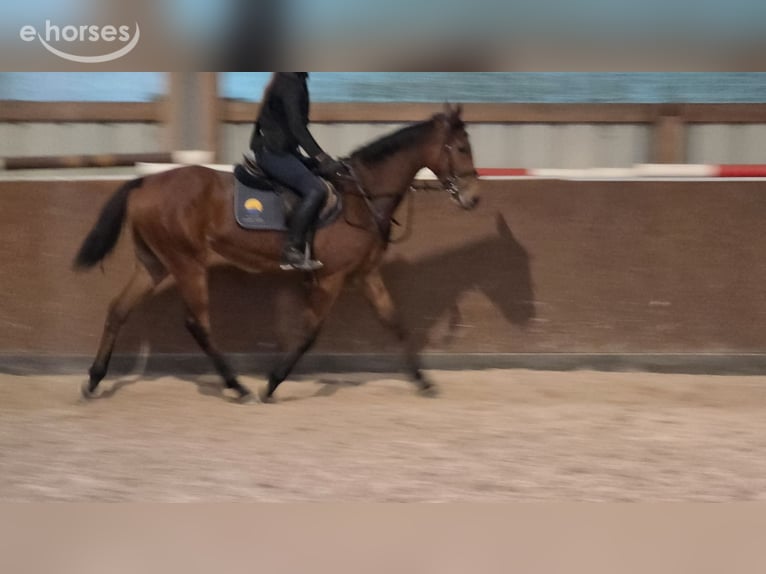 Thoroughbred Mare 3 years 16.1 hh Brown in Kummersdorf-Gut