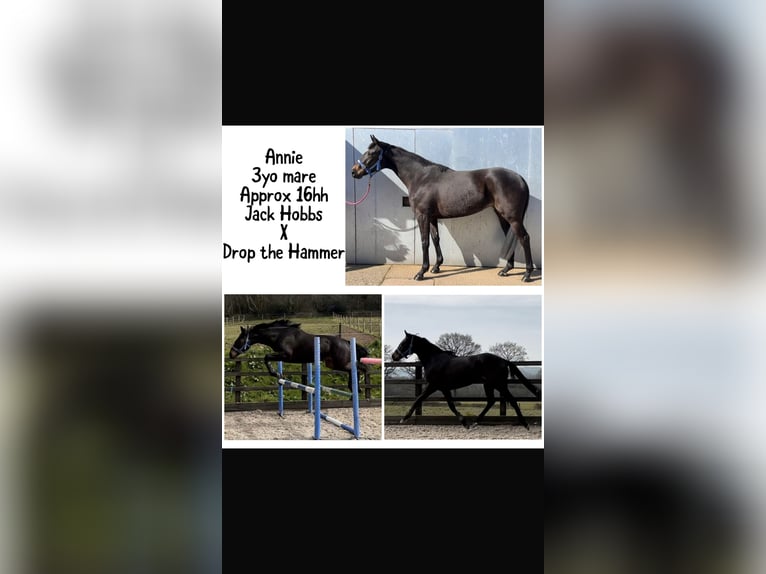 Thoroughbred Mare 3 years 16 hh Bay-Dark in Somerset