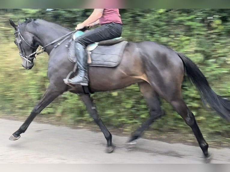 Thoroughbred Mare 3 years 16 hh Bay-Dark in Somerset