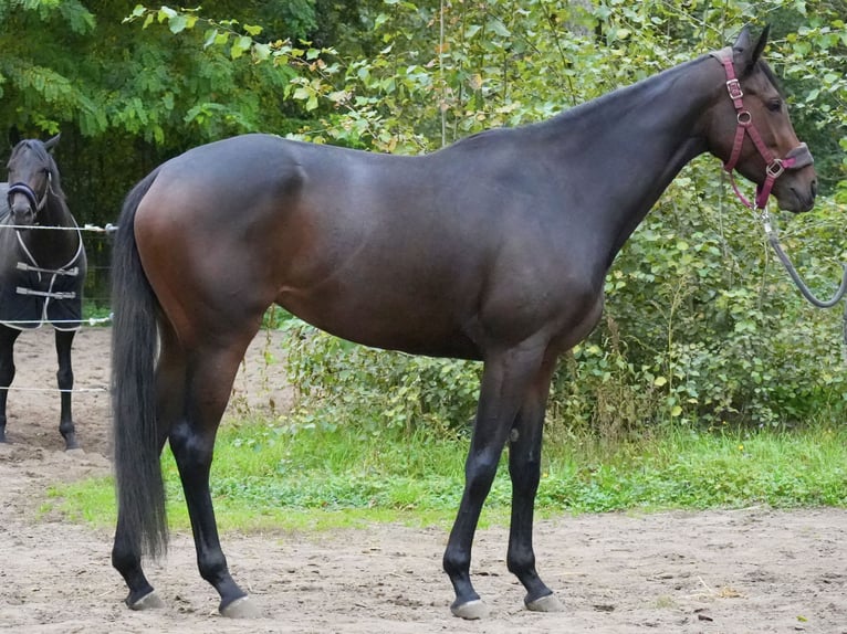 Thoroughbred Mare 3 years 16 hh Brown in Neuenhagen bei Berlin