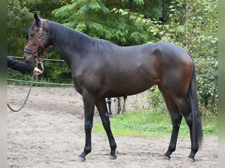 Thoroughbred Mare 3 years 16 hh Brown in Neuenhagen bei Berlin