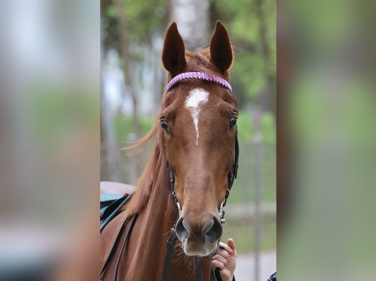 Thoroughbred Mare 3 years 16 hh Chestnut-Red in Neuenhagen bei Berlin