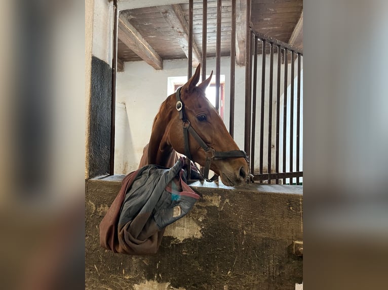 Thoroughbred Mare 3 years 16 hh Chestnut-Red in Neuenhagen bei Berlin