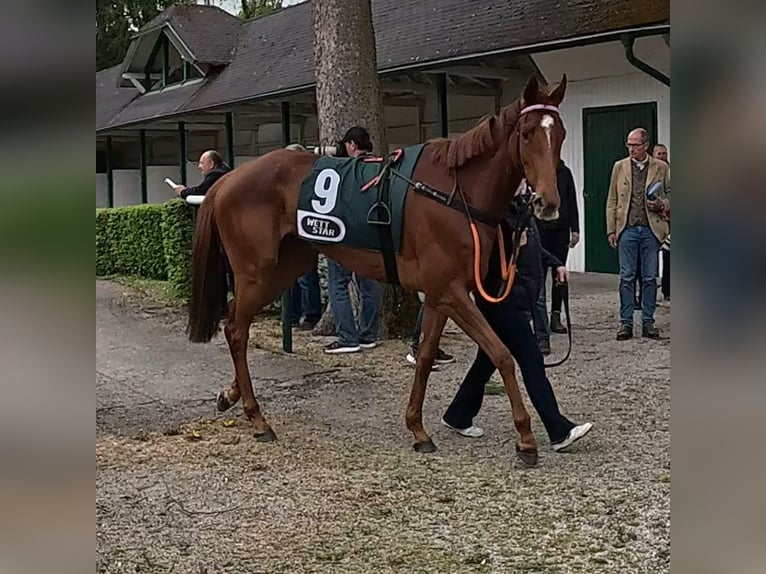 Thoroughbred Mare 3 years 16 hh Chestnut-Red in Neuenhagen bei Berlin
