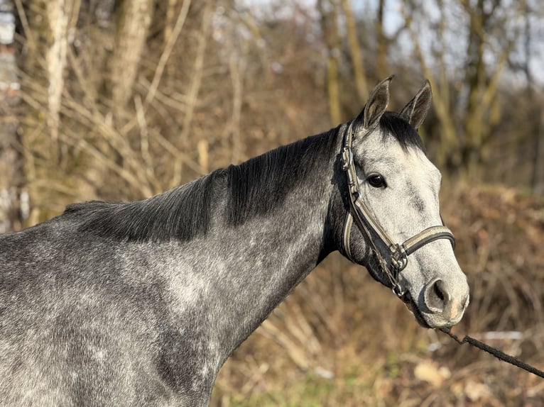 Thoroughbred Mare 3 years 16 hh Grey in München