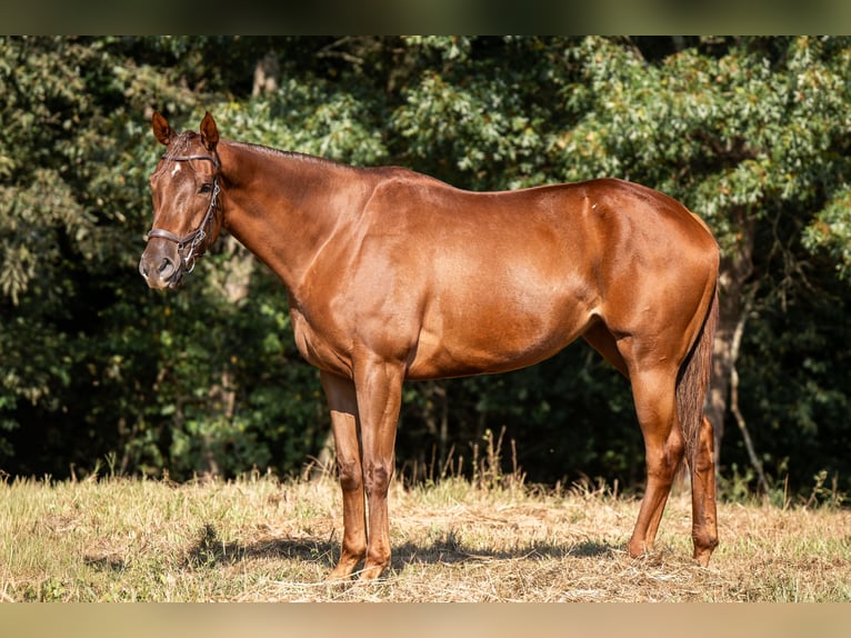 Thoroughbred Mare 3 years 16 hh Sorrel in Hull Thoroughbred Mare 3 years 16 hh Sorrel in Hull