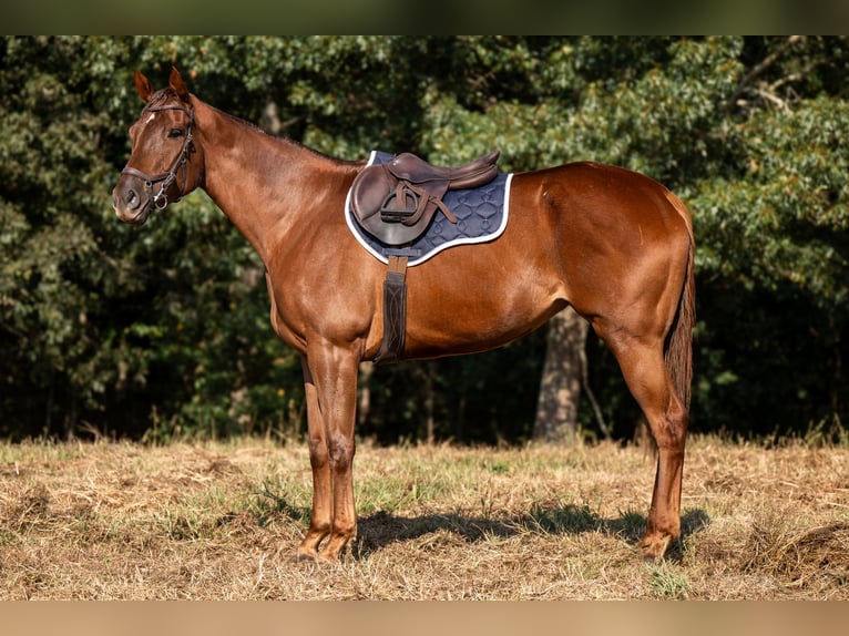 Thoroughbred Mare 3 years 16 hh Sorrel in Hull Thoroughbred Mare 3 years 16 hh Sorrel in Hull